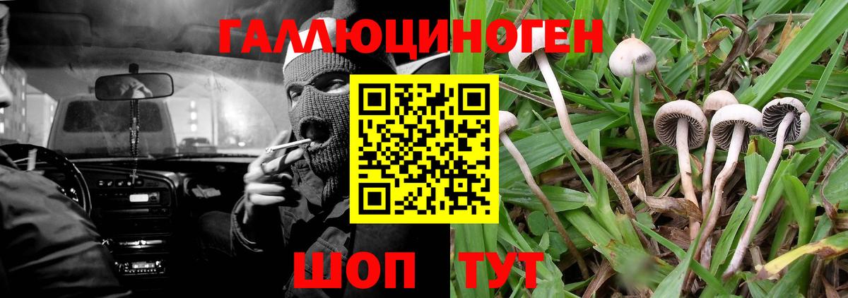 Псилоцибиновые грибы Psilocybine cubensis Новотроицк